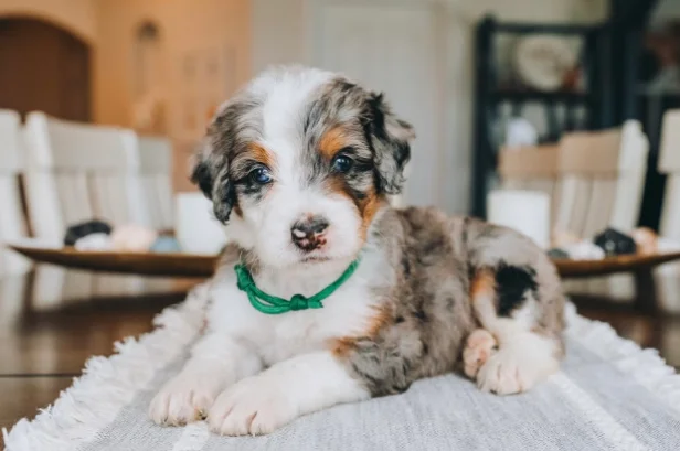 A Bernedoodle puppy