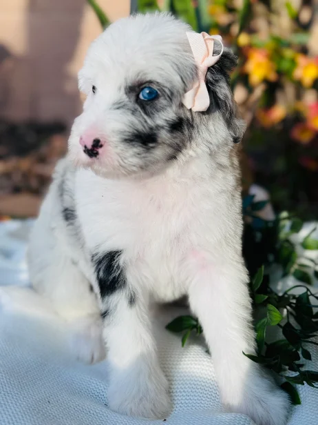 A Sheepadoodle puppy
