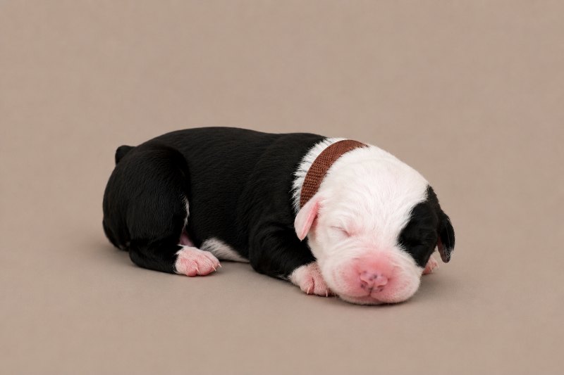 A newborn boy Old English Sheepdog, asleep