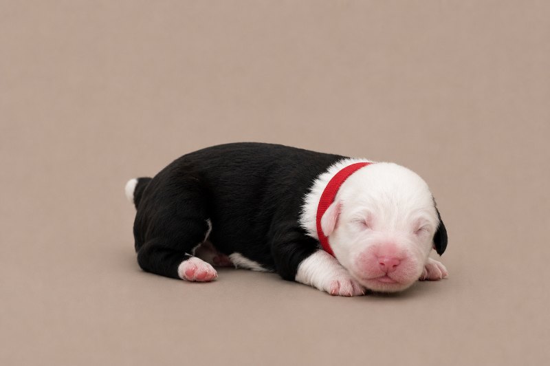 A newborn boy Old English Sheepdog, asleep