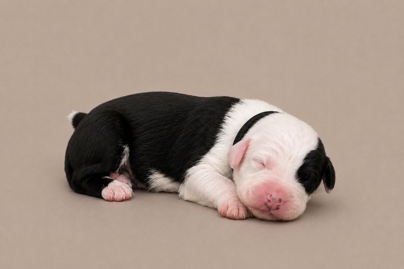 A newborn boy Old English Sheepdog, asleep