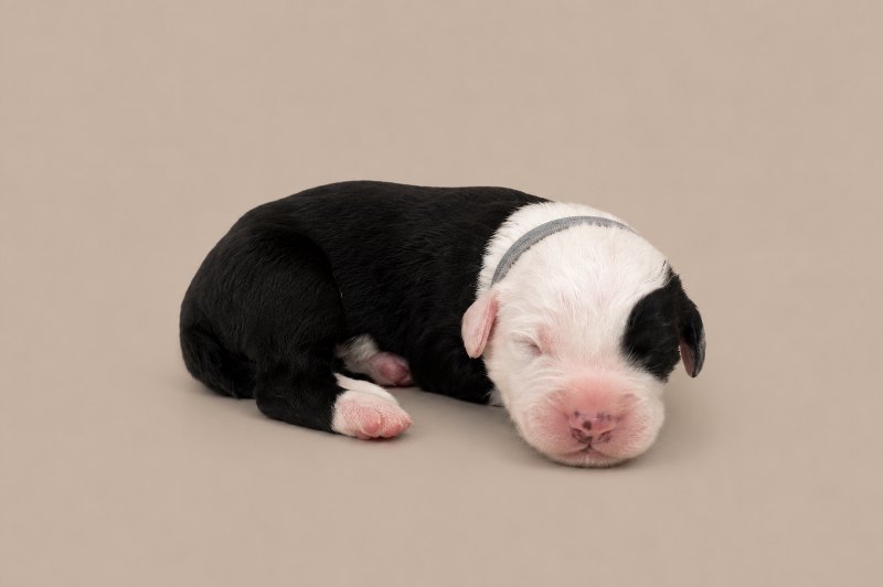 A newborn boy Old English Sheepdog, asleep