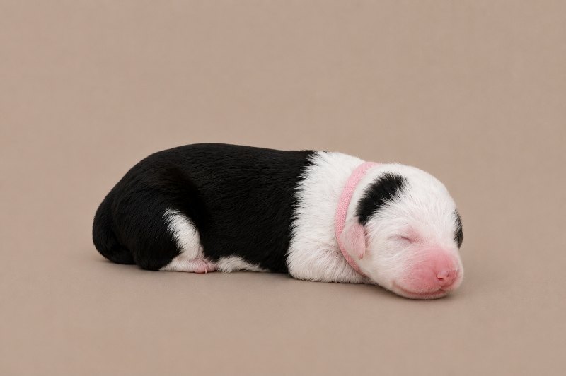 A newborn girl Old English Sheepdog, asleep