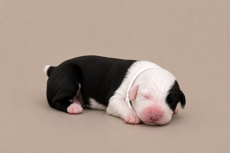 A newborn girl Old English Sheepdog, asleep
