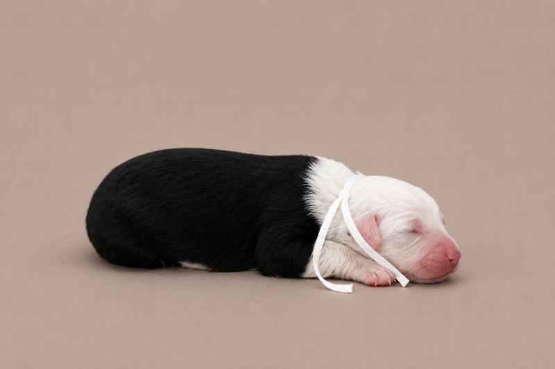 A newborn girl Old English Sheepdog, asleep