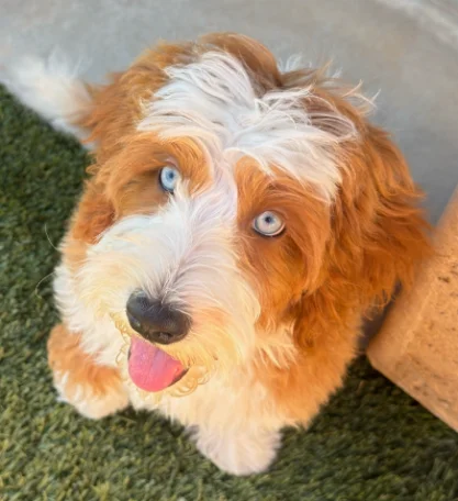 One of the parent dogs