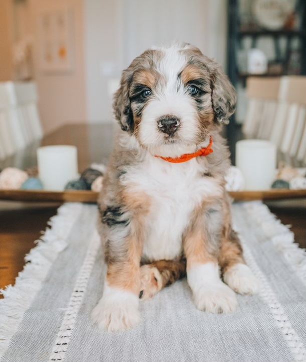 A litter of puppies