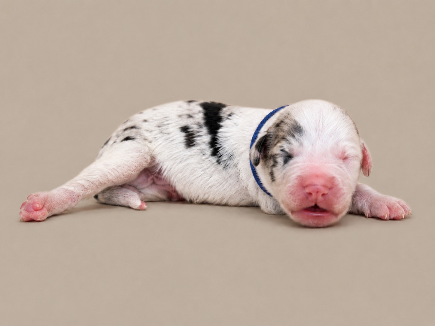 A newborn boy Sheepadoodle in a blue collar, black and white, asleep