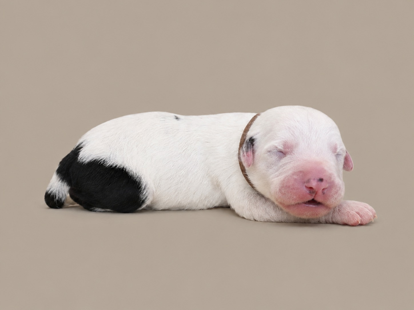 A newborn boy Sheepadoodle in a tan collar, mostly white, asleep
