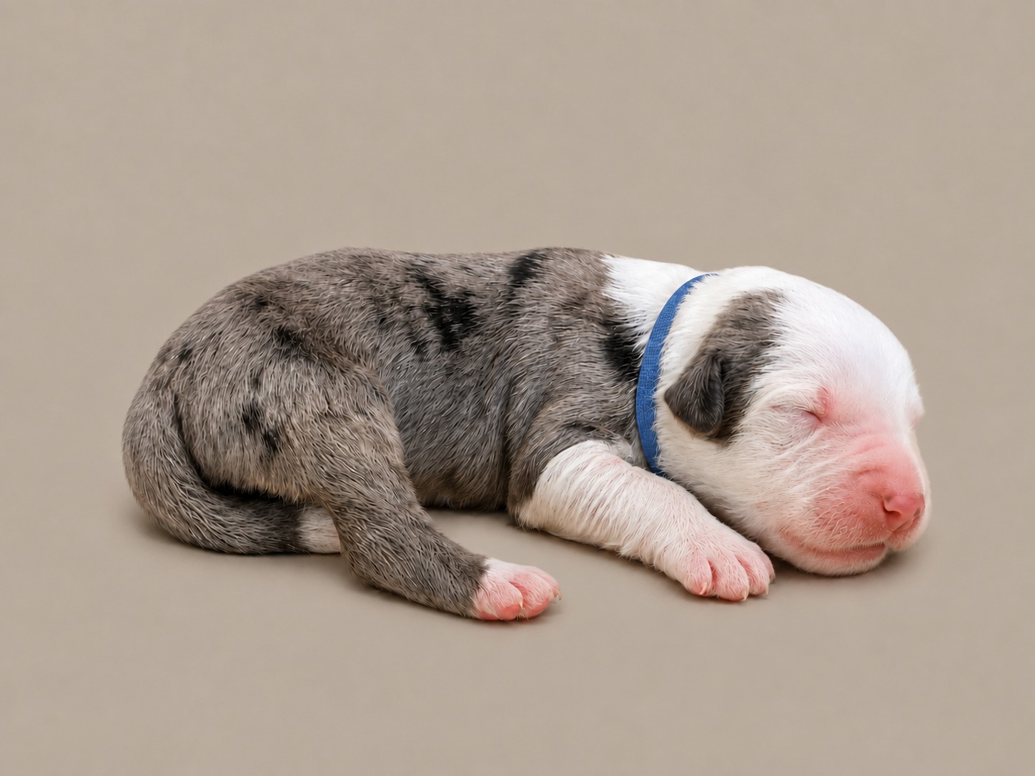 A newborn boy Sheepadoodle in a blue collar, merle coated, asleep
