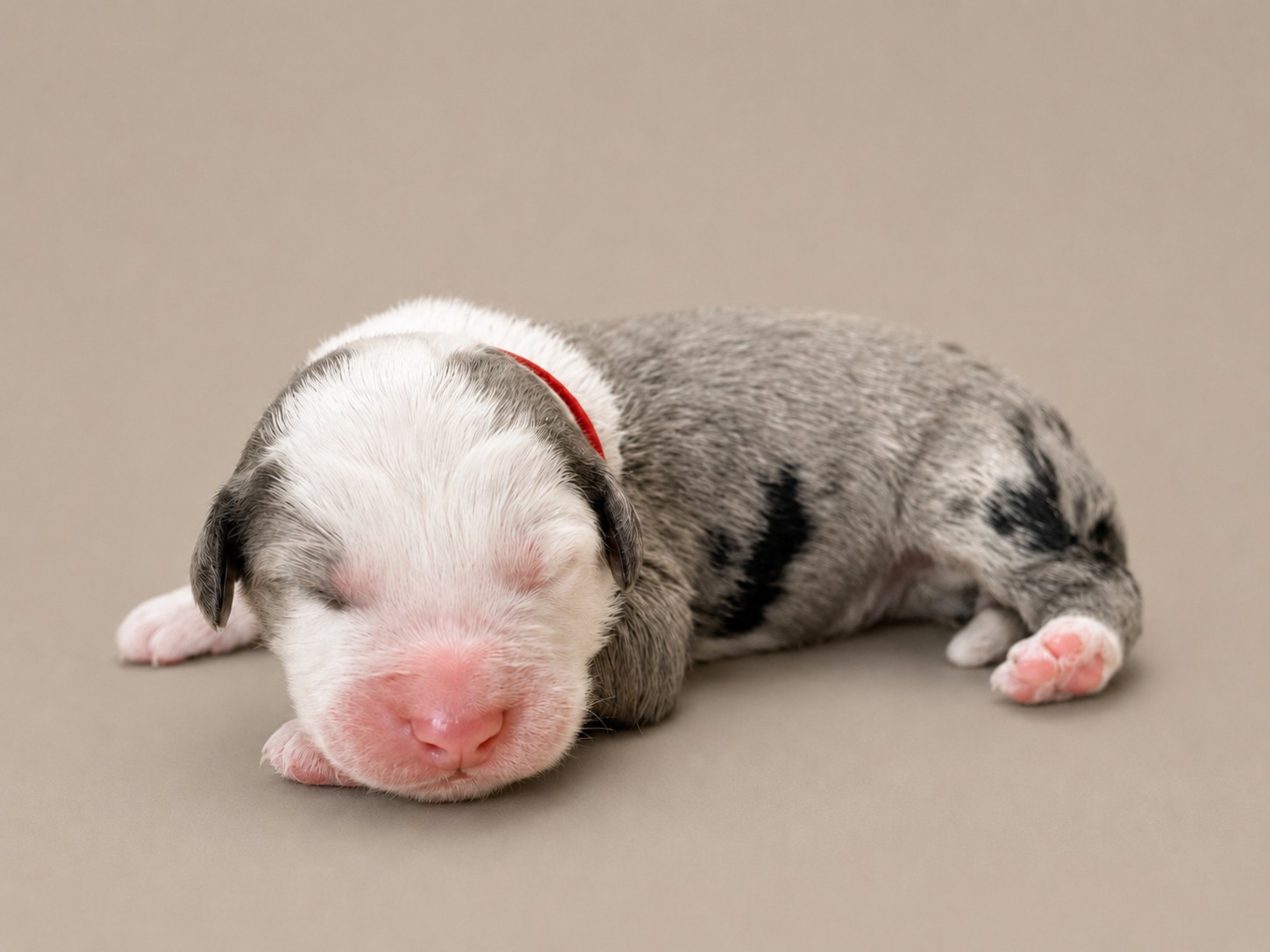 A newborn boy Sheepadoodle in a red collar, merle coated, asleep