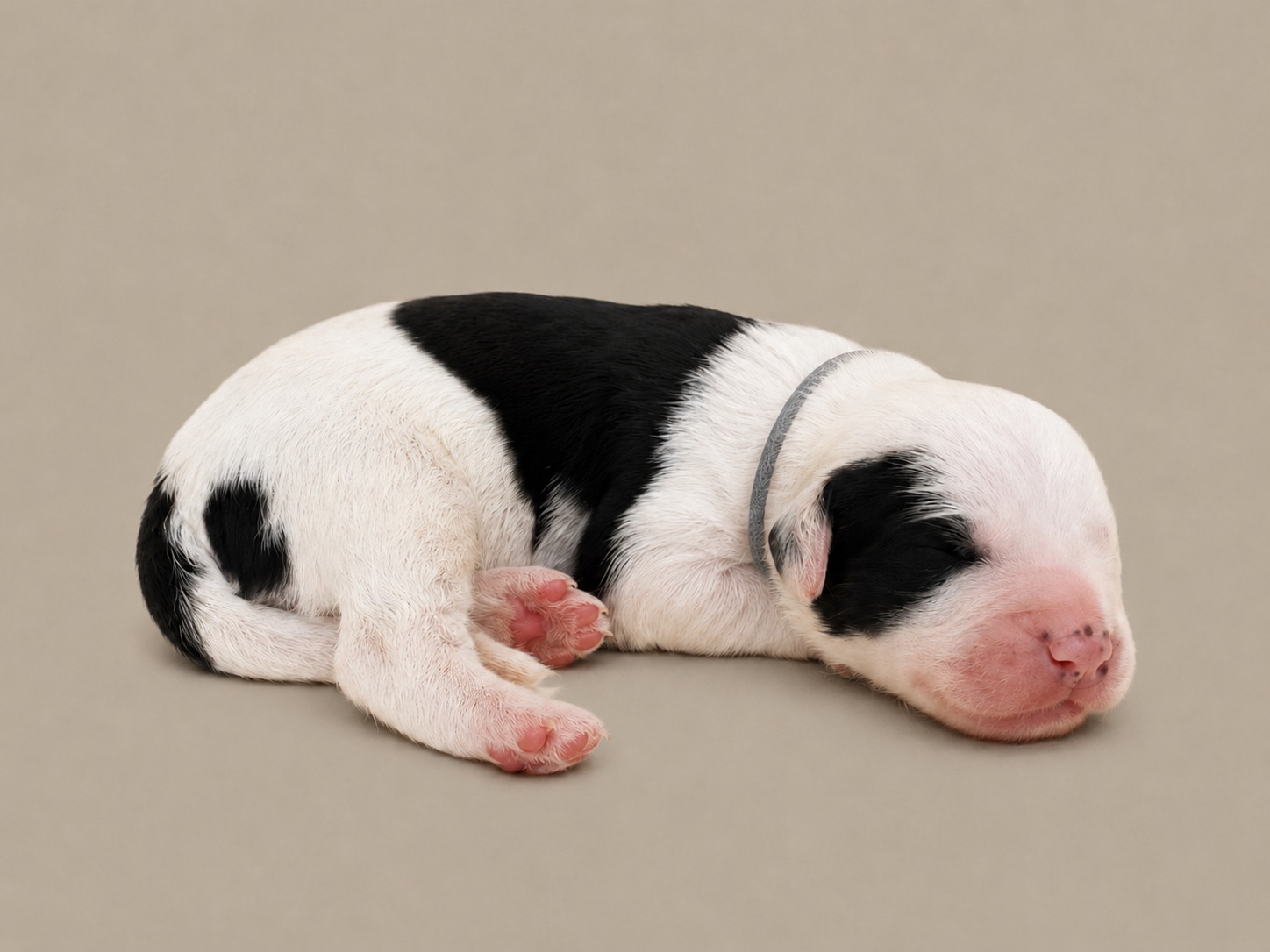 A newborn boy Sheepadoodle in a grey collar, black and white, asleep