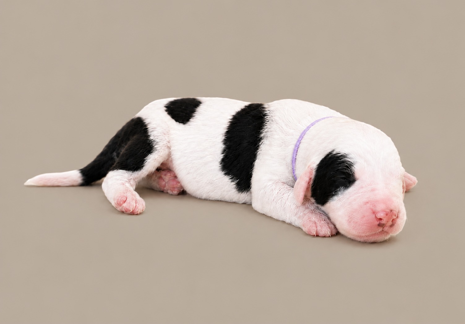 A newborn girl Sheepadoodle in a purple collar, asleep