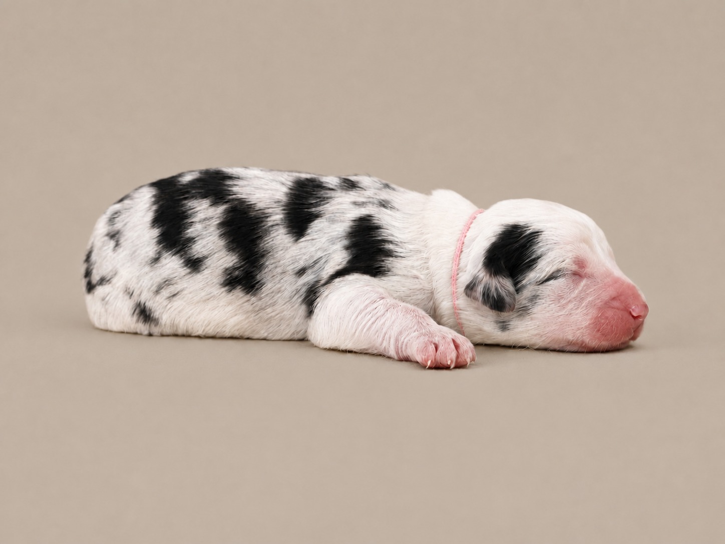 A newborn girl Sheepadoodle in a pink collar, asleep