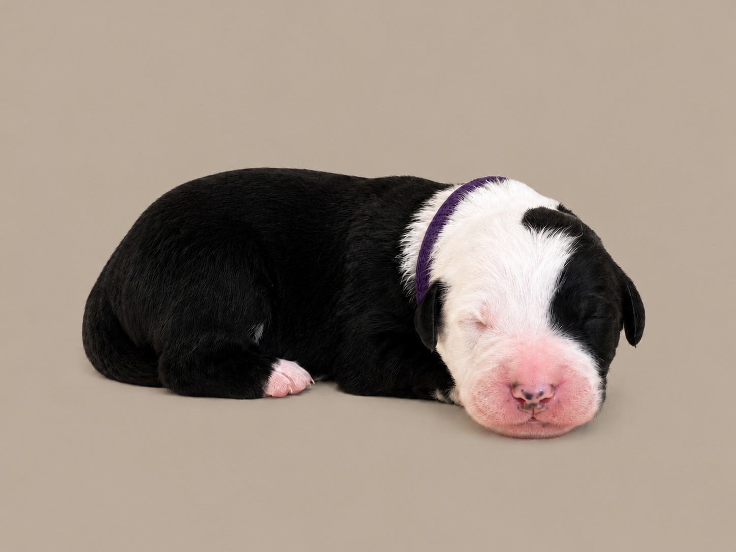 A newborn girl Sheepadoodle in a deep purple collar, asleep