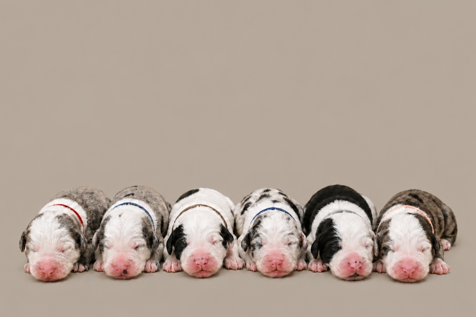 Six newborn Ultra Sheepadoodle puppies lying side by side in a row, each wearing a different coloured collar